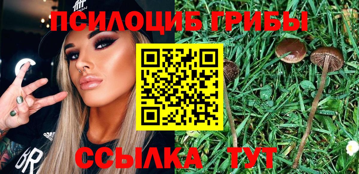 Псилоцибиновые грибы GOLDEN TEACHER Саратов